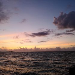 台風明け　早朝トップでゴマフエダイ