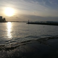 南港カモメ大橋 釣行 (爆釣!タチウオ釣り、F3~F3.5 釣果)