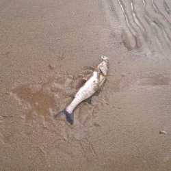 シーバス絶好調