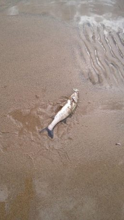 シーバス絶好調