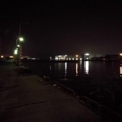 南港フェリーヘチ釣り （キビレ35cm、30cm 小真チヌ 釣果有り）