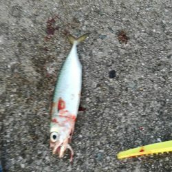 タチウオ　サゴシ狙い