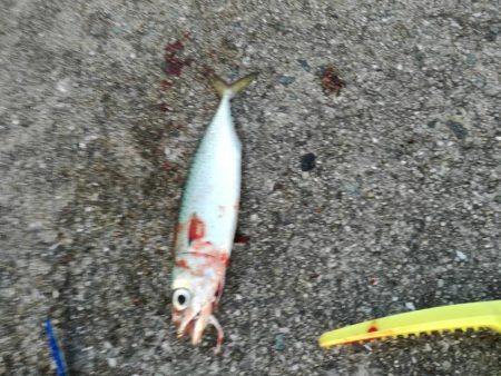 タチウオ　サゴシ狙い