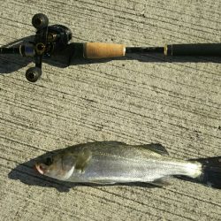 【苅田港】シーバス調査２