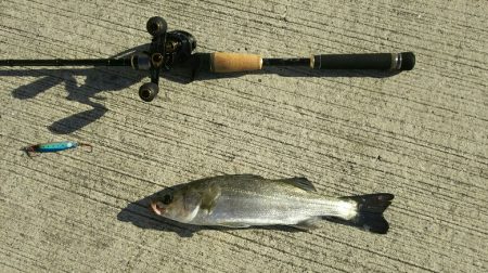 【苅田港】シーバス調査２