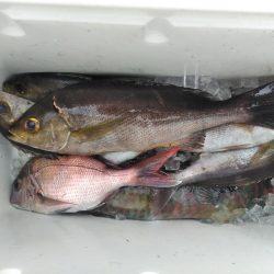 イサキ33cm・・アオリイカ一杯・・