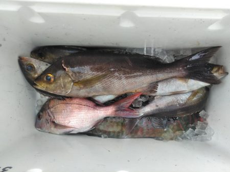 イサキ33cm・・アオリイカ一杯・・