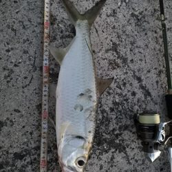 夕マズメの港ワームでヒット