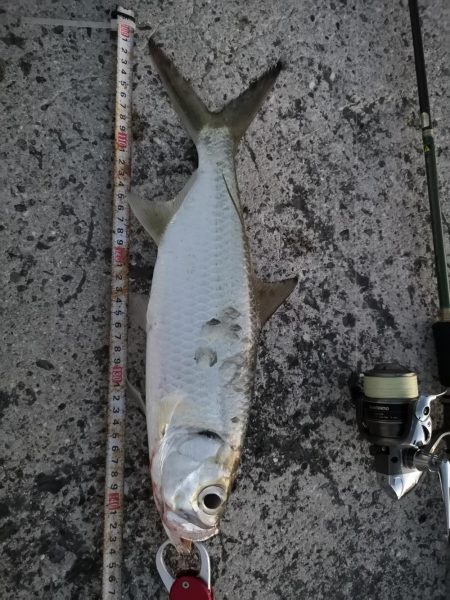 夕マズメの港ワームでヒット