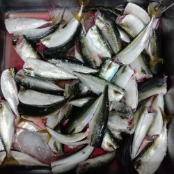 サヨリ食べたくて‼️