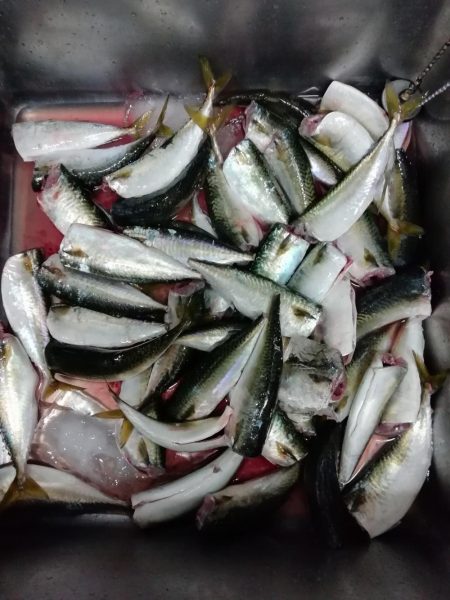 サヨリ食べたくて‼️