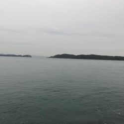 サゴシだけでした