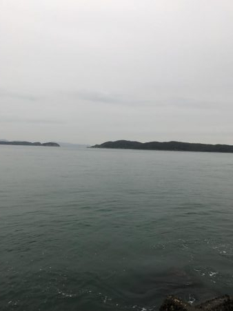 サゴシだけでした