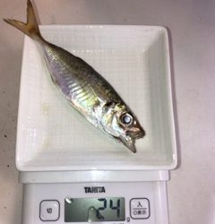 神戸湾奥　ワイワイアジング