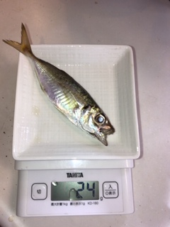 神戸湾奥　ワイワイアジング