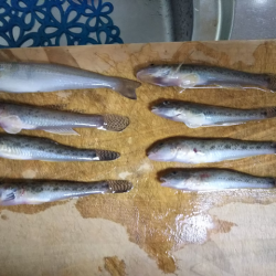 キス、のちハゼ