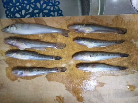 キス、のちハゼ