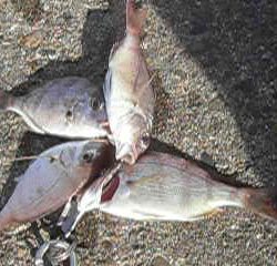 チャリ子釣れた。