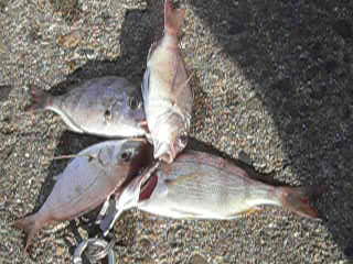 チャリ子釣れた。