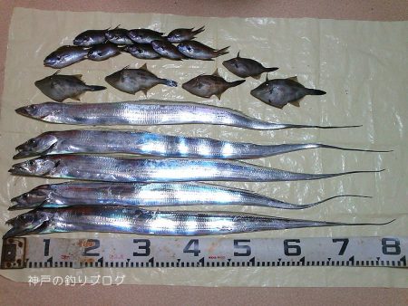 タチウオのウキ釣り