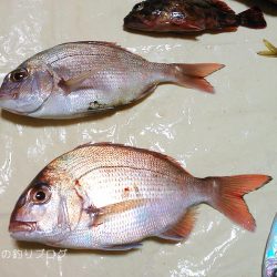 久々ウキフカセ