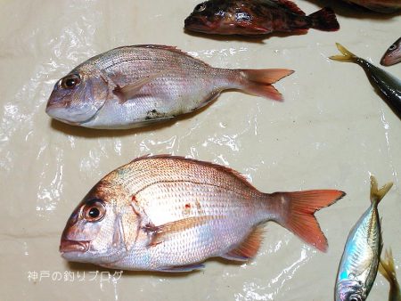 久々ウキフカセ