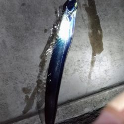 太刀魚釣り