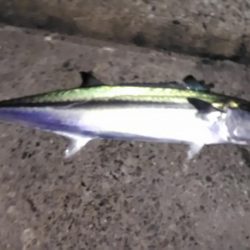 エギングと浮き釣り