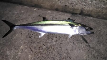 エギングと浮き釣り