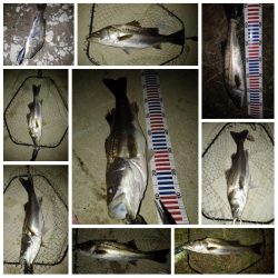 リバーシーバス