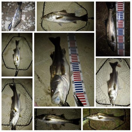 リバーシーバス