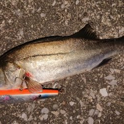 波止際サラシパターン