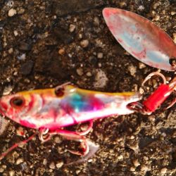 サバを交わし何とかサゴシ一本捕獲!