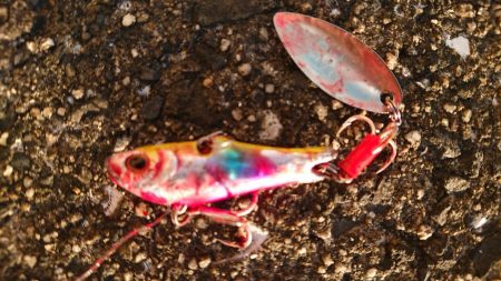 サバを交わし何とかサゴシ一本捕獲!