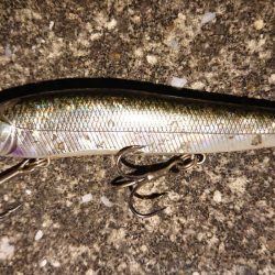 夕練シーバス70キャッチもバラシ半分…