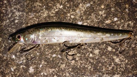 夕練シーバス70キャッチもバラシ半分…