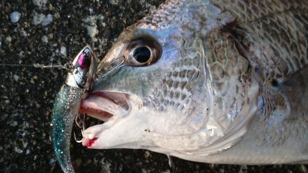 朝練、シーバス調査！