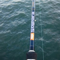 タチウオ今日から大潮