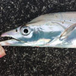 夕練はタッチーからのシーバスハンティング