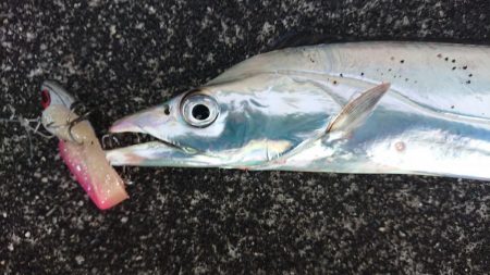 夕練はタッチーからのシーバスハンティング