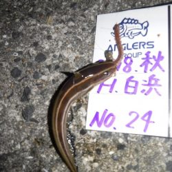 虫ヘッドで五目釣り