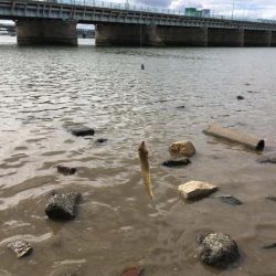 淀川・海老江のハゼ釣り