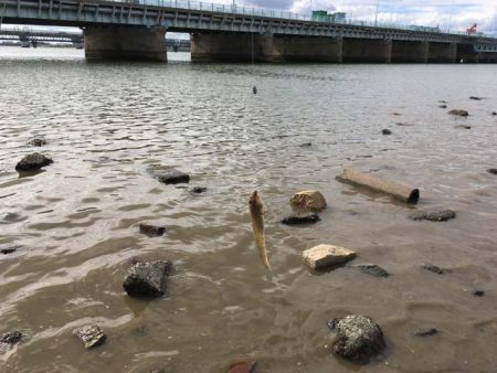 淀川・海老江のハゼ釣り