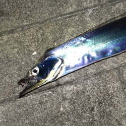 大阪南港・シーサイドコスモでタチウオ釣り