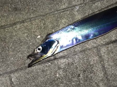 大阪南港・シーサイドコスモでタチウオ釣り