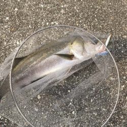 武庫川尻でサーフトローリング＆サヨリ釣り