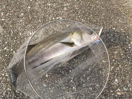 武庫川尻でサーフトローリング＆サヨリ釣り