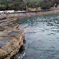 アオリイカ少し大きくなってきました!!