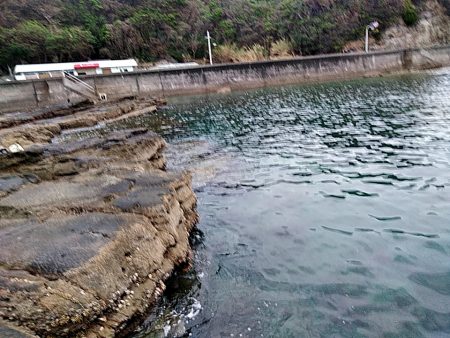 アオリイカ少し大きくなってきました!!