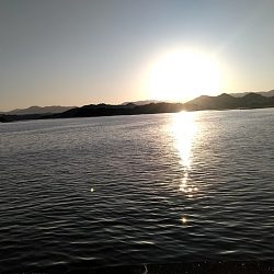 アオリイカと太刀魚上がってました!!